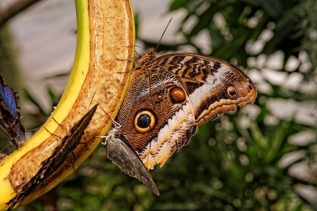 バナナ​の​上に​座っている​蝶