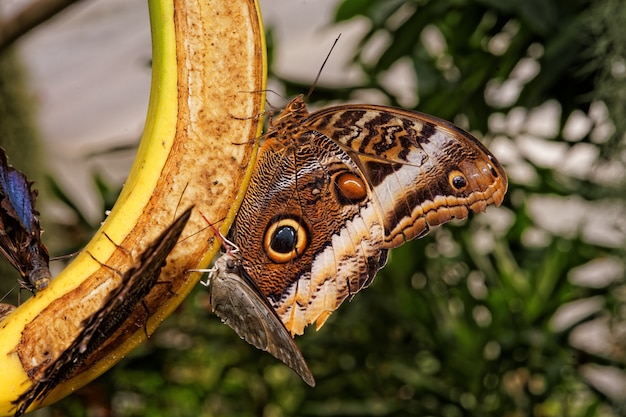 Butterflies sitting on top of a banana