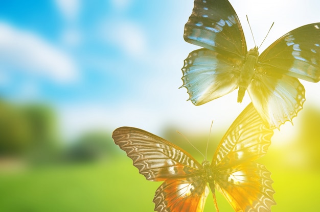 Free photo butterflies at sunset