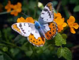 Foto gratuita farfalla in fiore