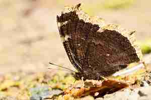 Free photo butterfly on a branch