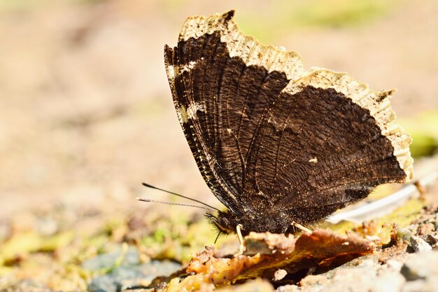 Butterfly on a branch