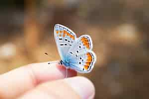 Free photo butterfly on fingers