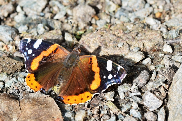 Butterfly on the floor