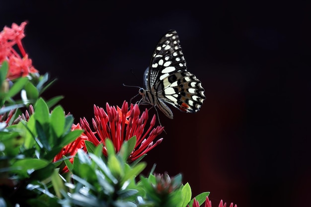 Butterfly perched on flower sucking honey