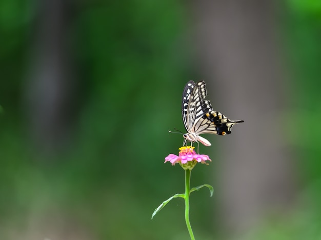 ピンクの花に蝶