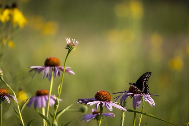 Бабочка сидит на ярком цветке