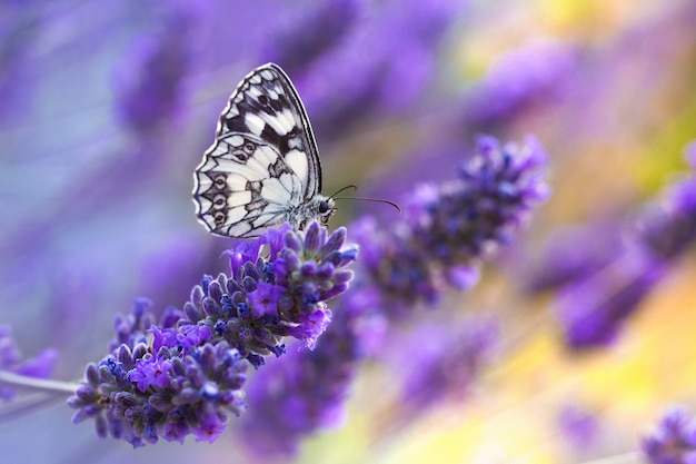 紫の花に座って蝶