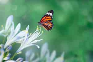 Free photo butterfly in the wild