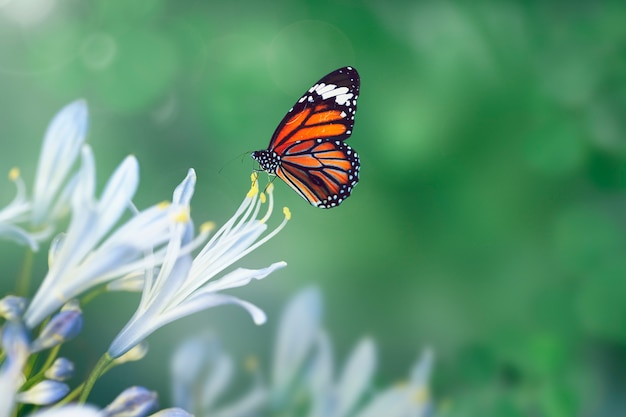 Бабочка в дикой природе
