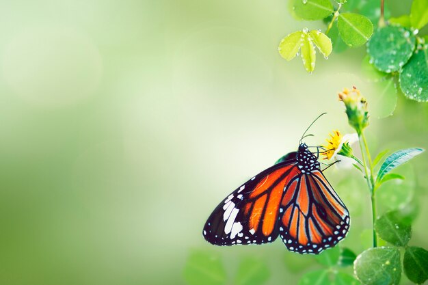 Бабочка в дикой природе