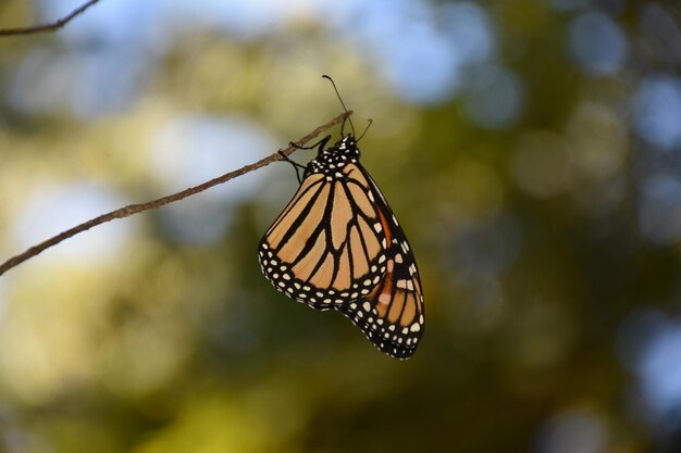 Бабочка с оранжевыми пятнистыми крыльями на ветке осенью