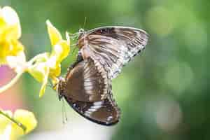 Free photo butterfly