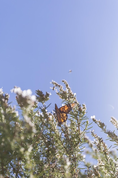 Free photo butterfly