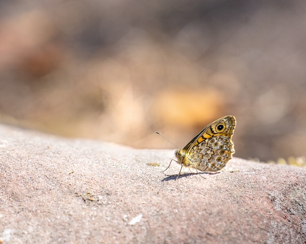 Butterfy Waldbrettspiel (Pararge aegeria)