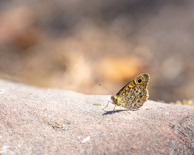 Butterfy Waldbrettspiel (Pararge aegeria)