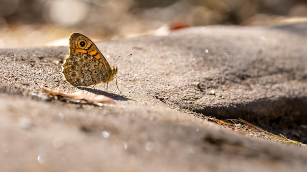 Foto gratuita butterfy waldbrettspiel (pararge aegeria)