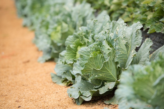 Free photo cabbage farm