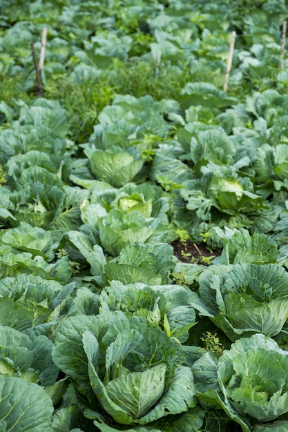 Free photo cabbage field