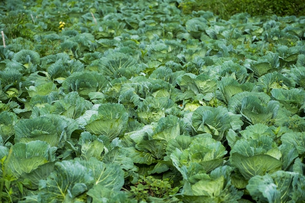 Free photo cabbage field
