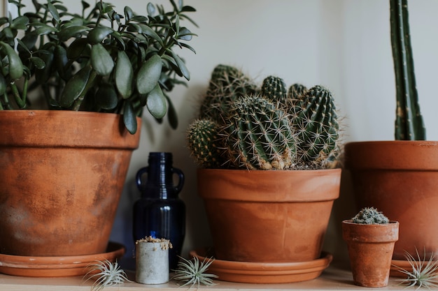 Free photo cacti in brown clay pots