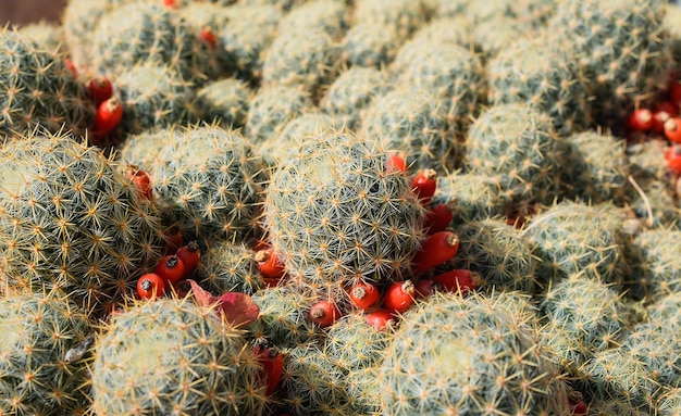 Fuoco selettivo dei cactus sulle piante grasse in vaso nell'idea interna della casa o dell'ufficio per il concetto di ecologia domestica dello sfondo o dello screensaver