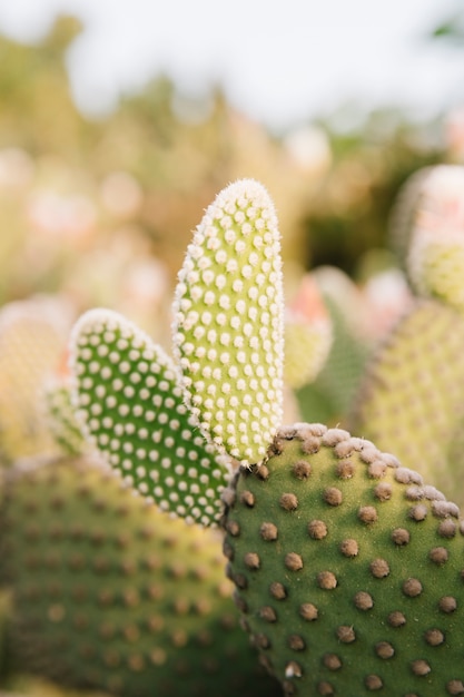 Cactus in bloom in nature