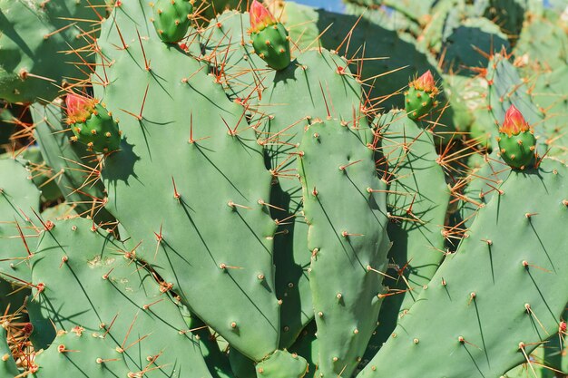 Cactus closeup with buds ready to bloom cactus on the mediterranean coast Idea for a background or wallpaper to describe succulents care and growing plants for parks