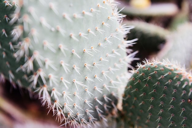 Cactus closeup