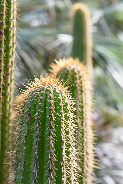 Foto gratuita cactus closeup