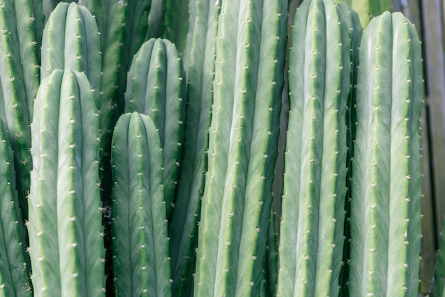 Free photo cactus closeup