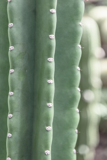 Free photo cactus closeup