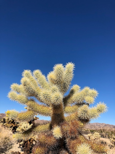 Cactus sul terreno asciutto del parco nazionale di joshua tree, usa