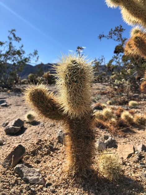 Cactus on the dry soil of the Joshua Tree National Park, USA