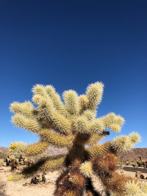 Free photo cactus on the dry soil of the joshua tree national park, usa