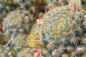 Foto gratuita fiore di cactus come sfondo delicato naturale piante grasse in fiore primo piano idea di messa a fuoco selettiva per una cartolina o sfondo l'inizio della primavera nella regione egea della turchia