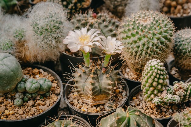 木製の机の上の白いバケツでサボテンのとげのある植物 無料の写真