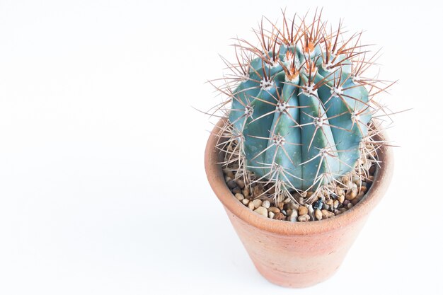 Cactus isolated on white background with copy space