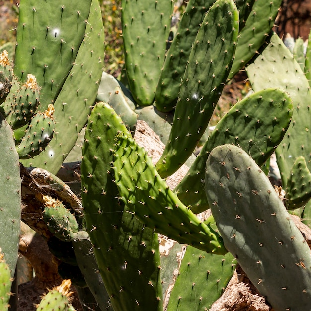 Cactus leaves in a summer day