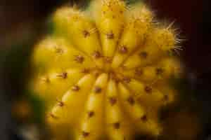 Foto gratuita cactus in ripresa macro da vicino