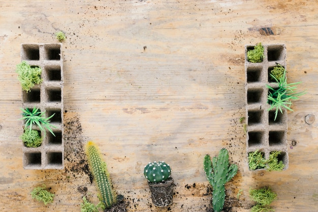 Free photo cactus plant arrange on bottom with peat tray on wooden backdrop