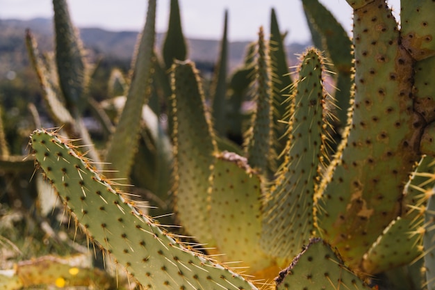 Кактусовое растение в пустыне