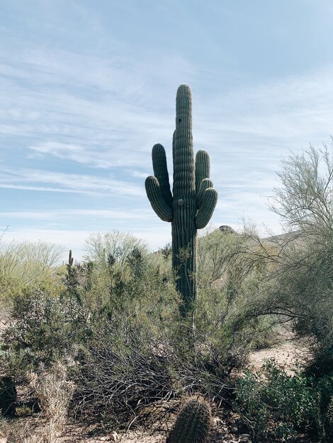 Cactus plant on green grass field under blue sky during daytime