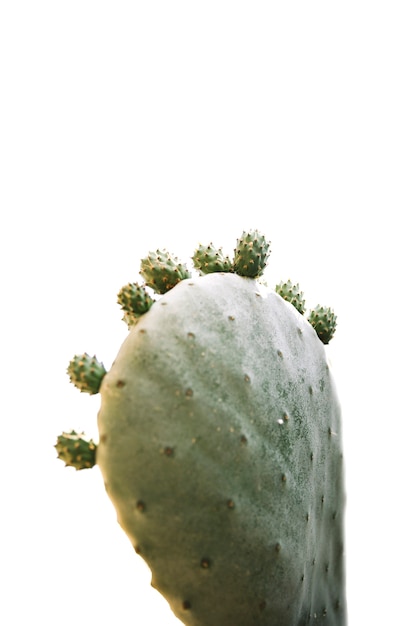 Foto gratuita pianta del cactus isolata sopra fondo bianco