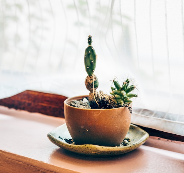 窓でポットにサボテンの植物