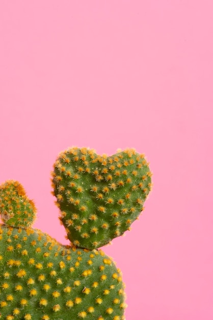 Free photo cactus plant in studio still life