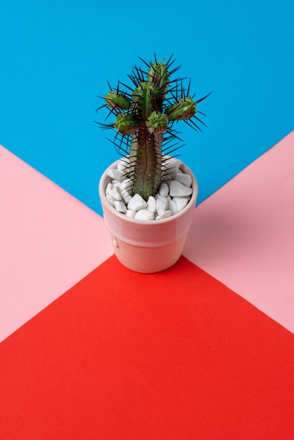 Free photo cactus plant in studio still life