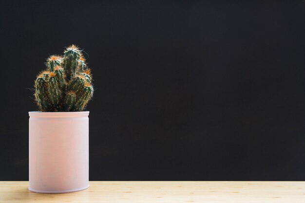 Cactus plant in white container on table against black backdrop