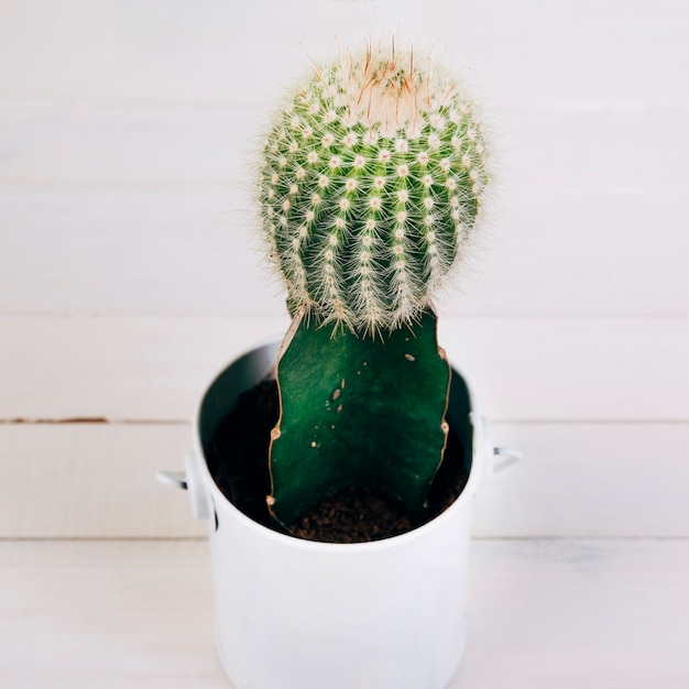 木製の机の上の白いマグカップでサボテンの植物