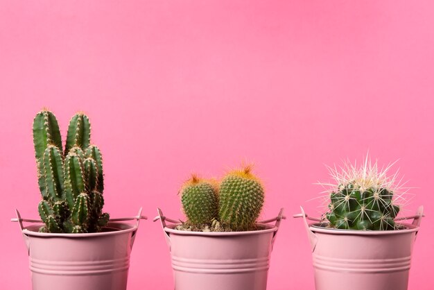 Cactus plants arrangement still life